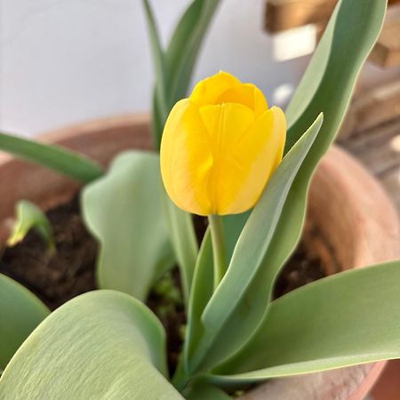 B&B Il Tulipano Como Eksteriør billede