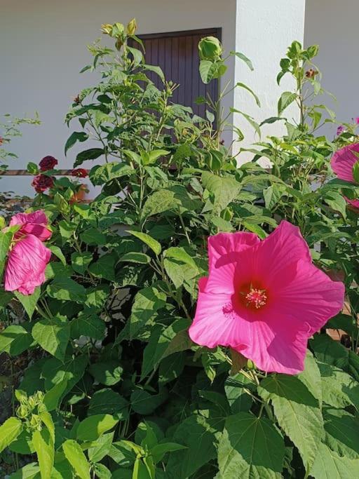 B&B Il Tulipano Como Eksteriør billede