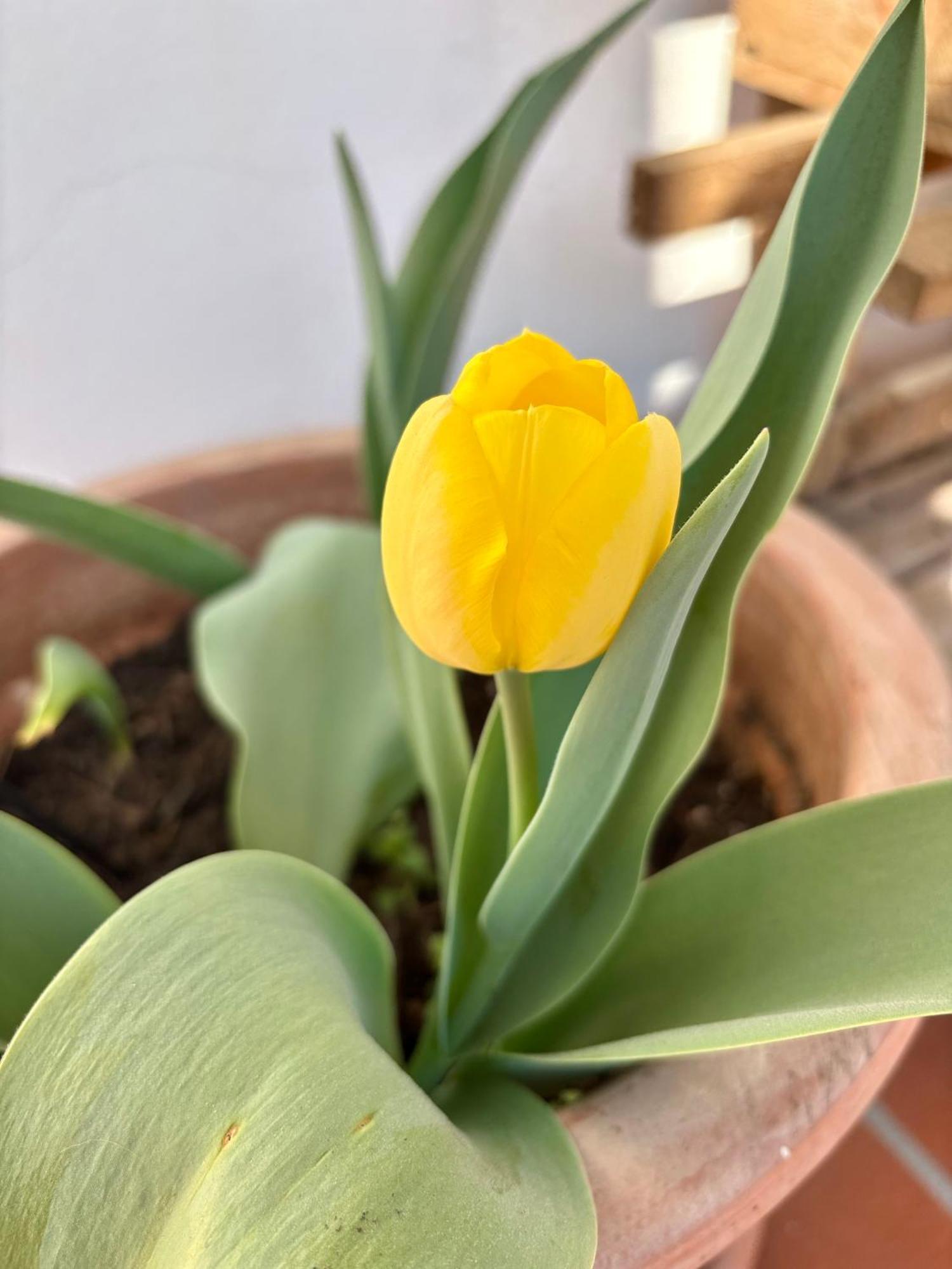 B&B Il Tulipano Como Eksteriør billede